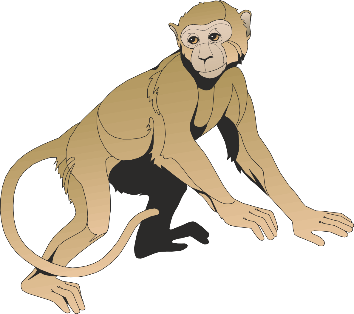 Affe